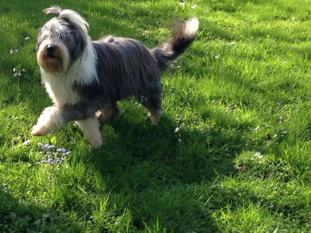 Blosson enjoying run in garden